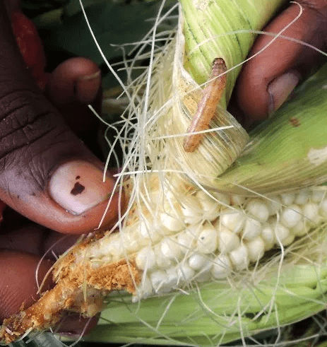 6 Cara Mengatasi Ulat Pada Tanaman Jagung Untuk Meningkatkan Hasil Panen Cara mengatasi ulat pada tanaman Jagung