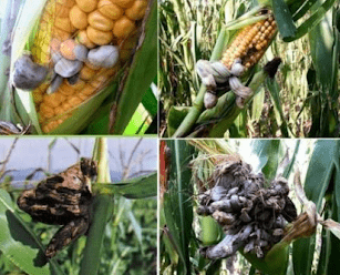 6 Cara Mengatasi Ulat Pada Tanaman Jagung Untuk Meningkatkan Hasil Panen Cara mengatasi ulat pada tanaman Jagung