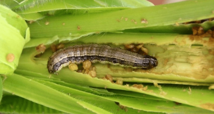 Cara mengatasi ulat pada tanaman Jagung 
